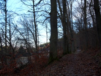 Altenbrak Eichenallee (3)