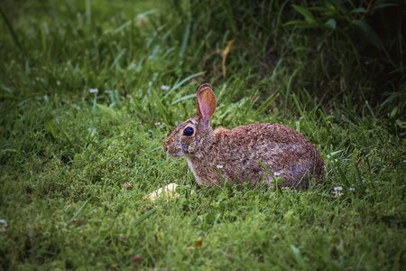 Animal easter spring