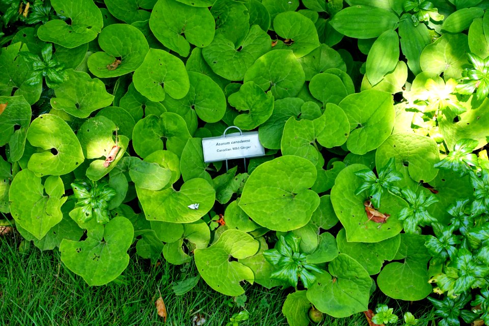Asarum canadense - Asticou Azalea Garden - Northeast Harbor, Maine - DSC03518