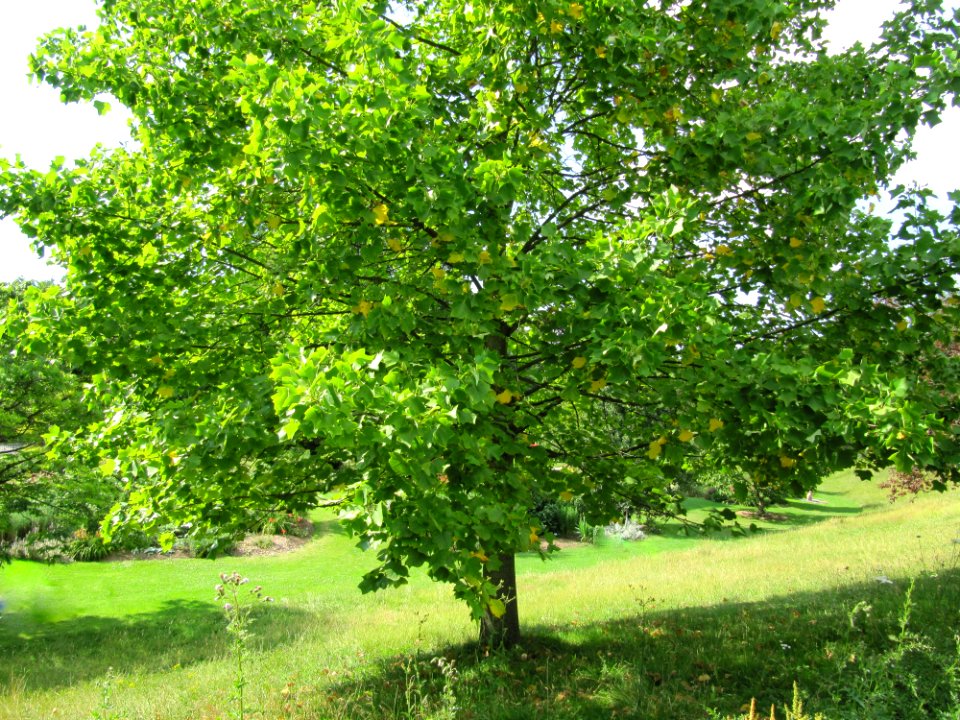 Arbre dans le parc floral
