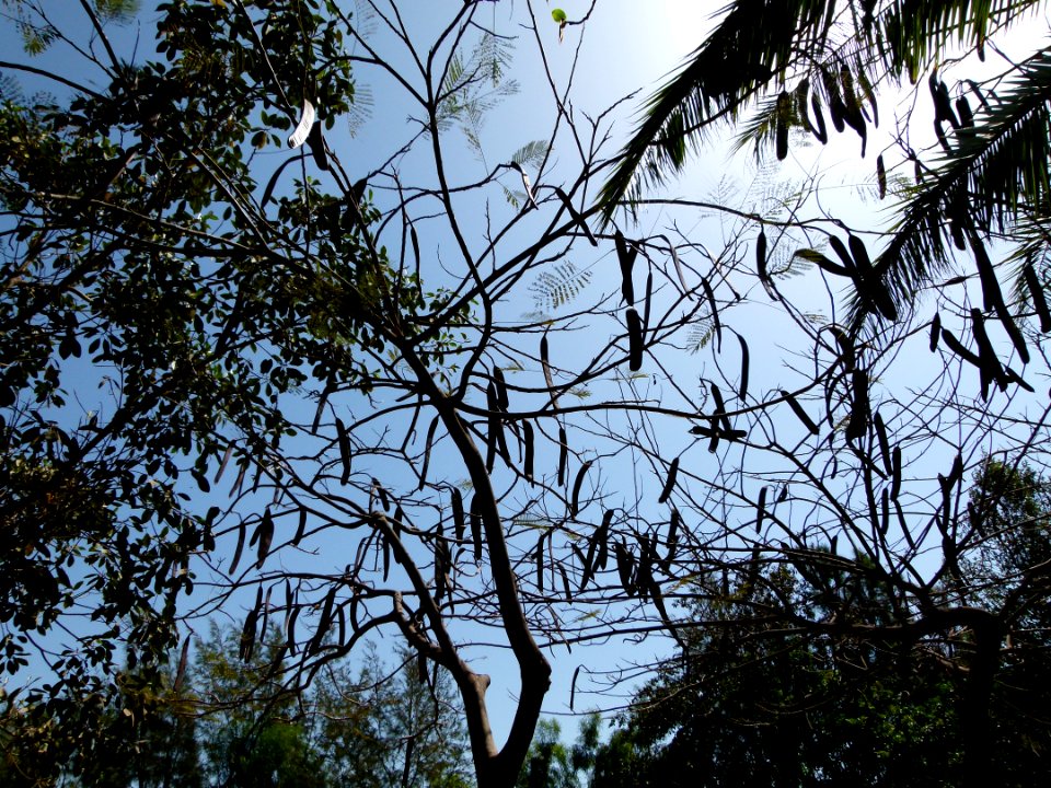 Arbres à Oasis Park