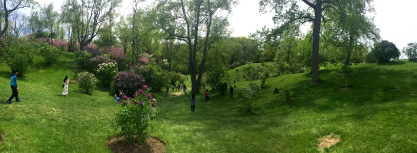 Arboretum, Royal Botanical Gardens panoramic, May 2018