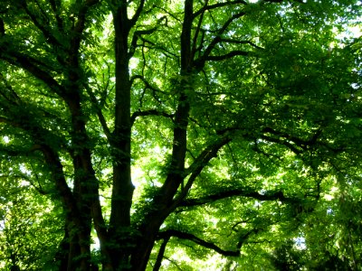 Arbres au jardin Albert Kahn 6