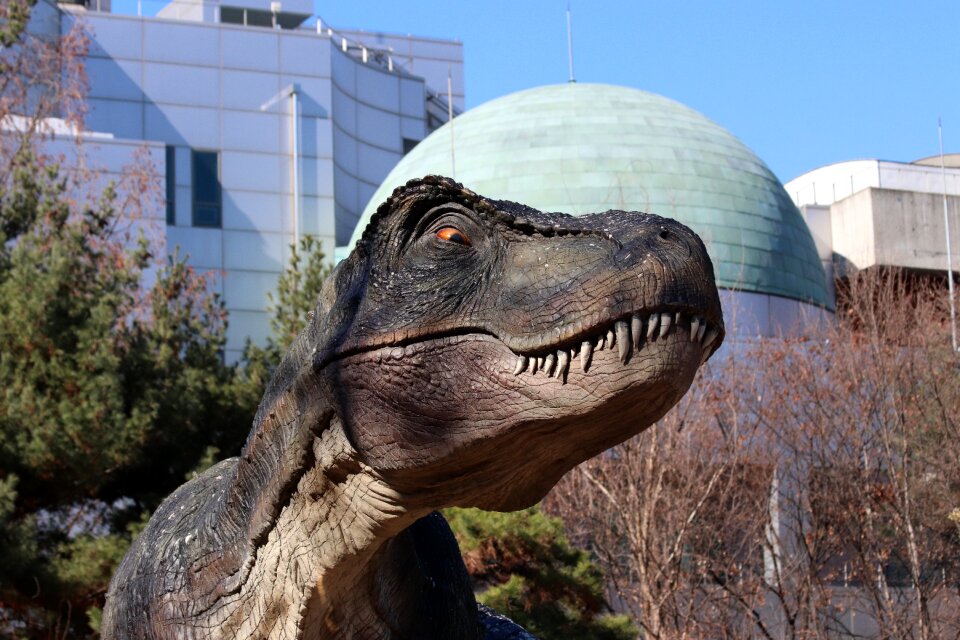 Park dinosaurs tyrannosaurus