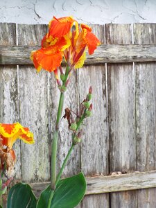 Old fence stucco wall spring