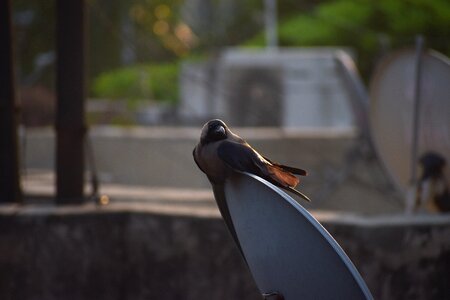 Corvus basking relaxing