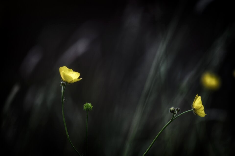 Leaf growth buttercup