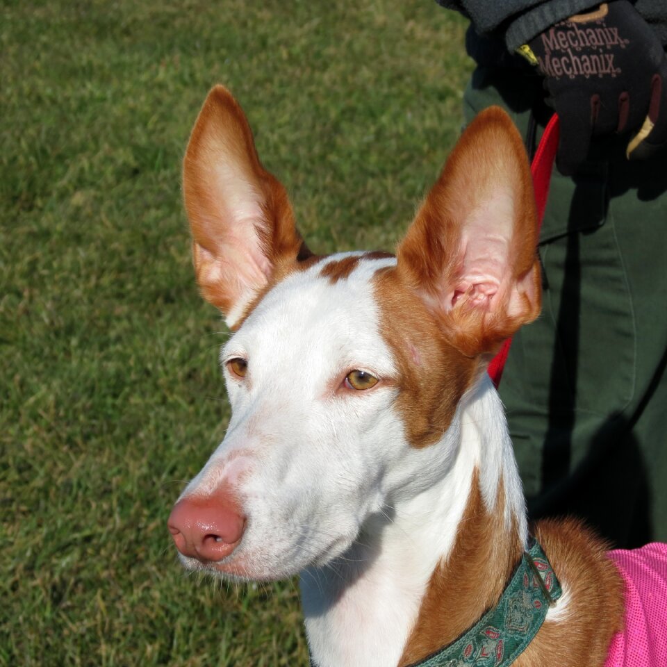 Hound animal podenco