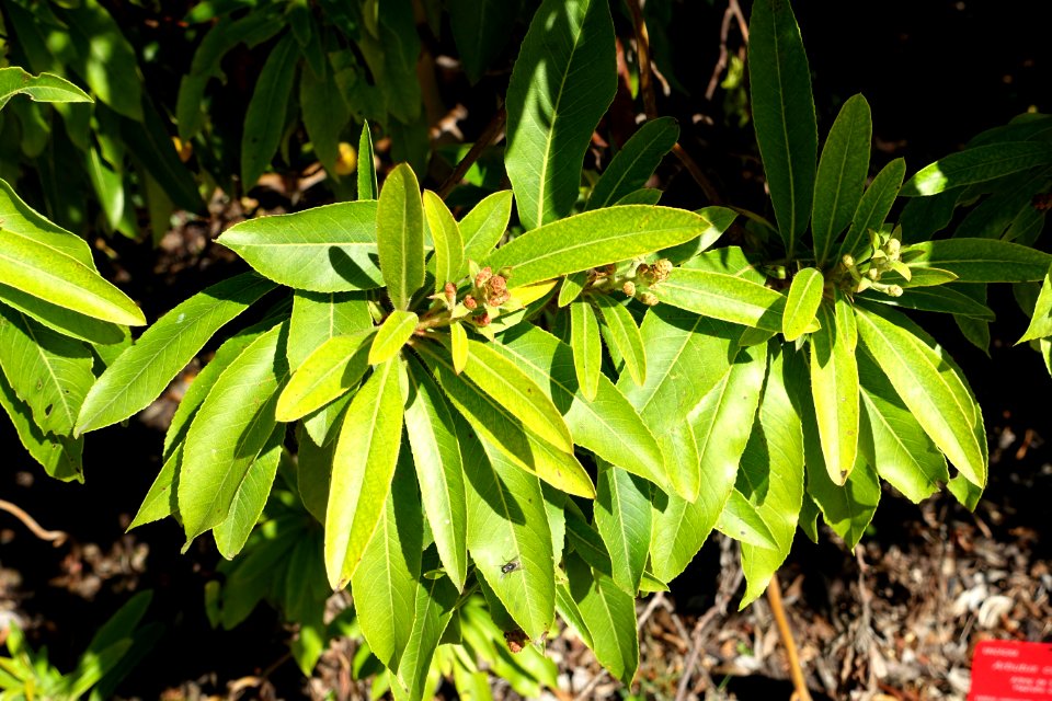 Arbutus canariensis - Jardín Botánico de Barcelona - Barcelona, Spain - DSC09162
