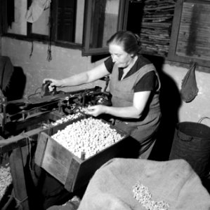 Arbeidster snijdt de kurken op maat, Bestanddeelnr 254-0711