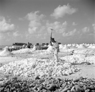 Arbeiders aan het werk in de zoutpannen op Bonaire, Bestanddeelnr 252-8398