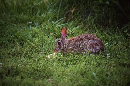Animal easter spring