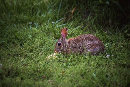 Animal easter spring photo