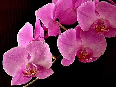 Flower pink decor photo