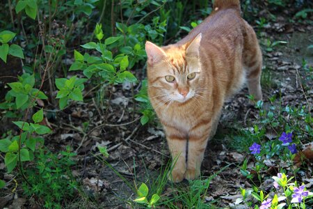 Outdoor animal kingdom cat photo