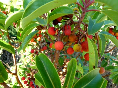 Arbutus andrachne fruits 2
