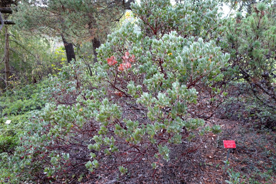 Arctostaphylos canescens - Regional Parks Botanic Garden, Berkeley, CA - DSC04402