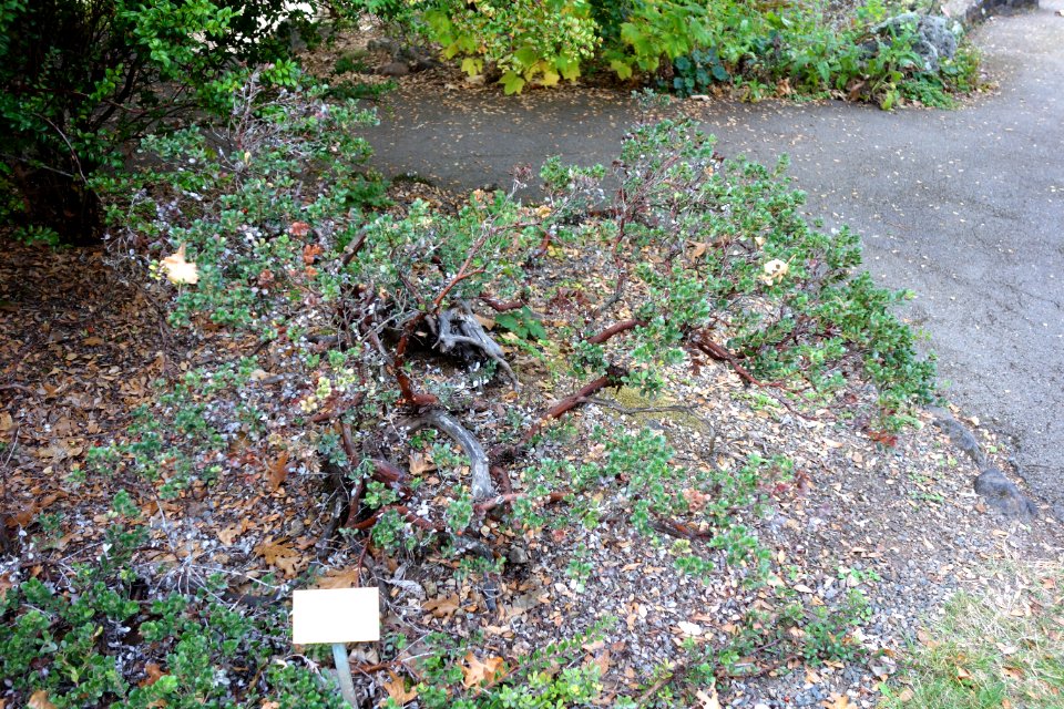 Arctostaphylos × pacifica - Regional Parks Botanic Garden, Berkeley, CA - DSC04548