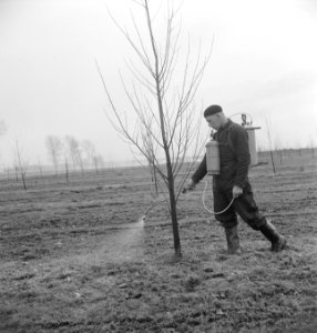 Arbeiders, bomen, sproeien, Bestanddeelnr 253-4747