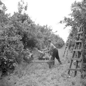 Arbeider op een citrusplantage bij Pardes bezig met het laden van een ezelswagen, Bestanddeelnr 255-1229