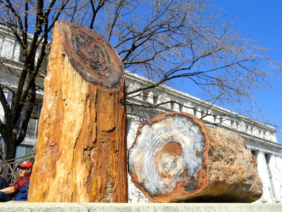 Araucarioxylon arizonicum (petrified wood) - National Museum of Natural History, United States - DSC08540