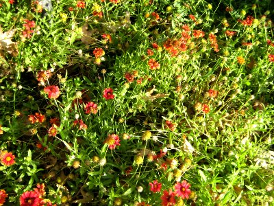 Amin al-Islami Park - Trees and Flowers - Nishapur 044