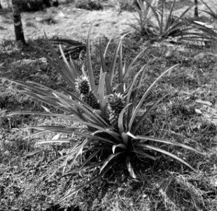 Ananasplant in Suriname, Bestanddeelnr 252-6442