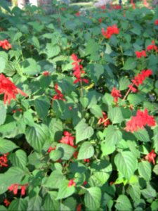 Amin al-Islami Park - Trees and Flowers - Nishapur 068