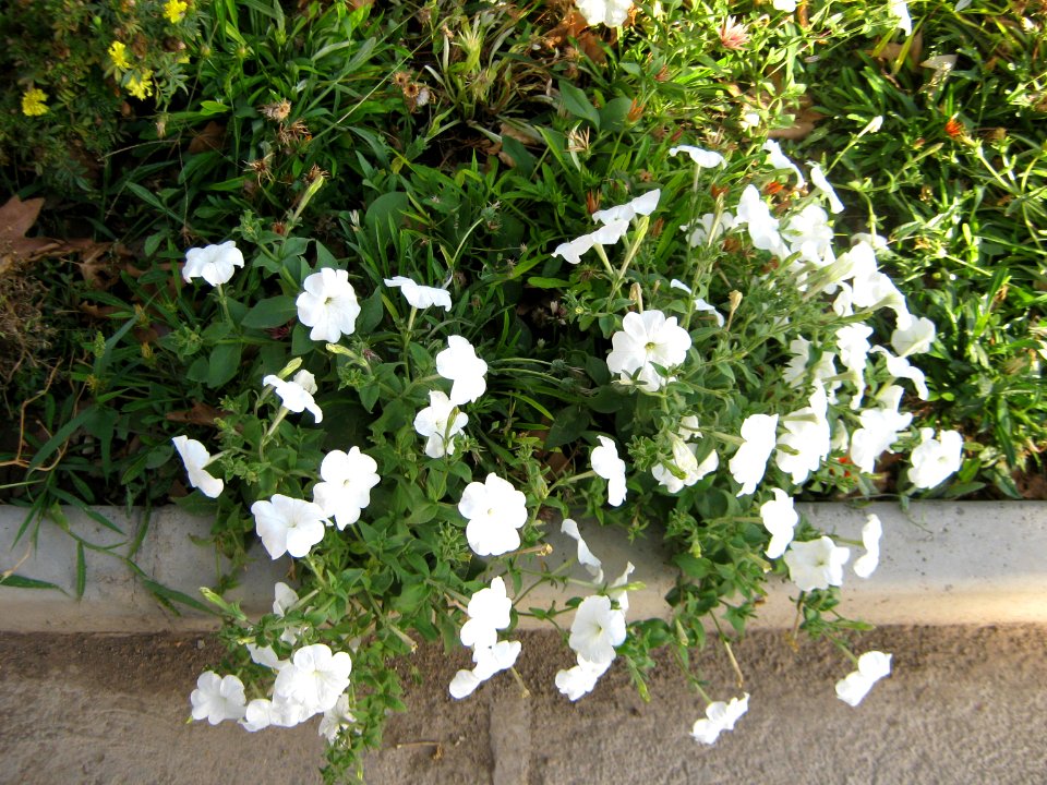 Amin al-Islami Park - Trees and Flowers - Nishapur 054