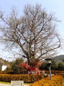 An old ginkgo tree in Miyin Temple, picture5