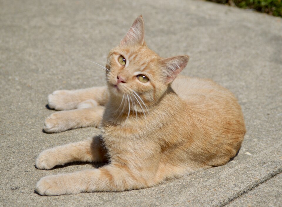 Tabby ginger feline