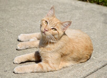 Tabby ginger feline photo