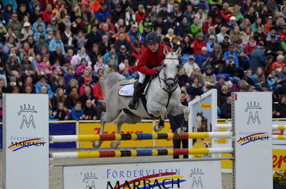 Jump thoroughbred arabian stallion