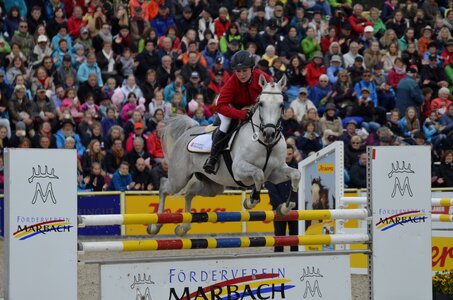 Jump thoroughbred arabian stallion