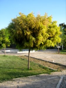 Amin al-Islami Park - Trees and Flowers - Nishapur 001 photo