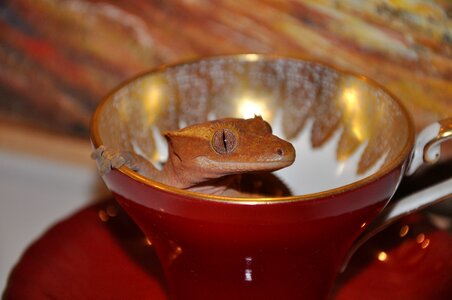Reptile crested gecko cute photo