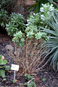 Aeonium lindleyi - Botanischer Garten, Dresden, Germany - DSC08426