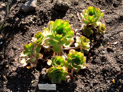 Aeonium davidbramwellii - Botanischer Garten, Frankfurt am Main - DSC02361