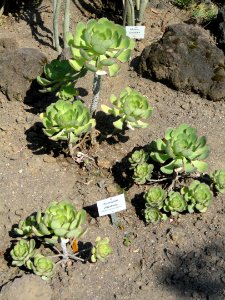 Aeonium ciliatum - Botanischer Garten, Frankfurt am Main - DSC03155