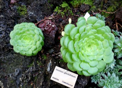 Aeonium glandulosum - Bergianska trädgården - Stockholm, Sweden - DSC00396