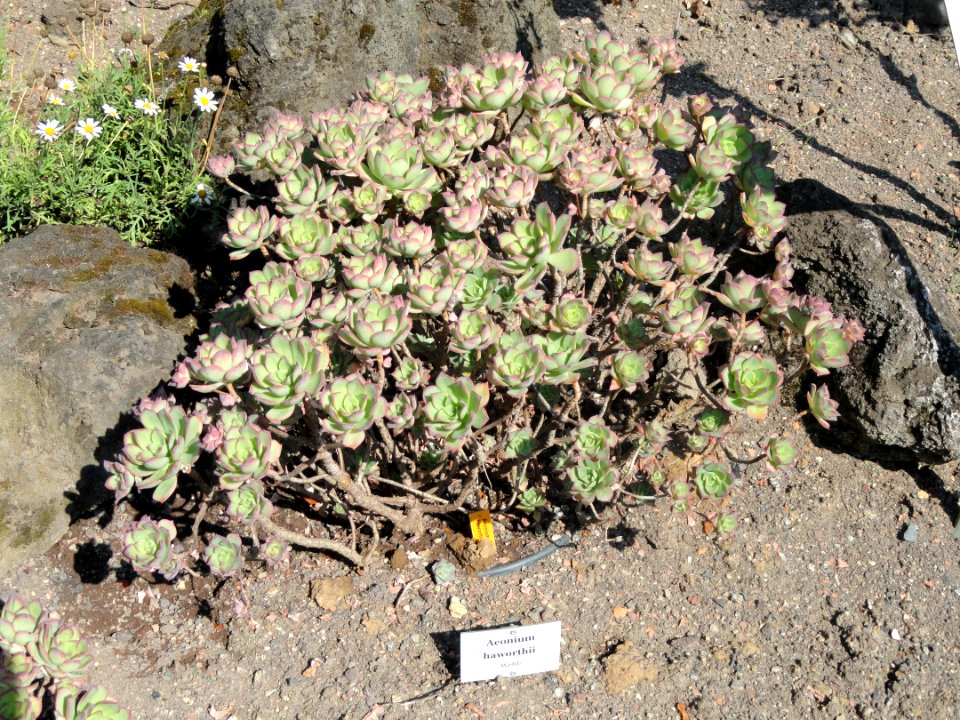 Aeonium haworthii - Botanischer Garten, Frankfurt am Main - DSC03148