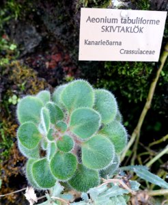 Aeonium tabuliforme - Bergianska trädgården - Stockholm, Sweden - DSC00393