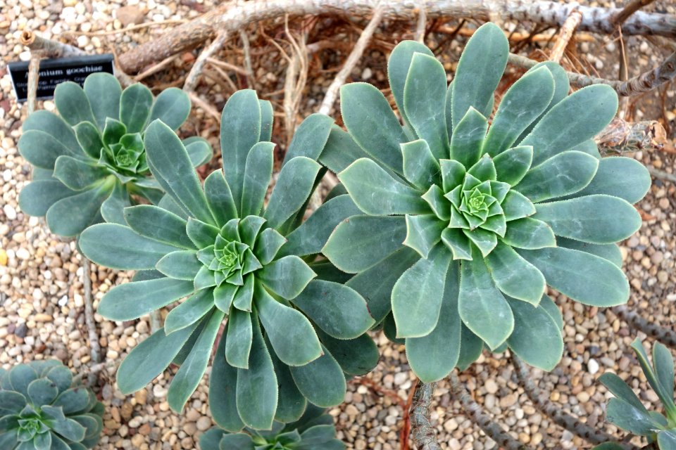 Aeonium goochiae - Brooklyn Botanic Garden - Brooklyn, NY - DSC08109