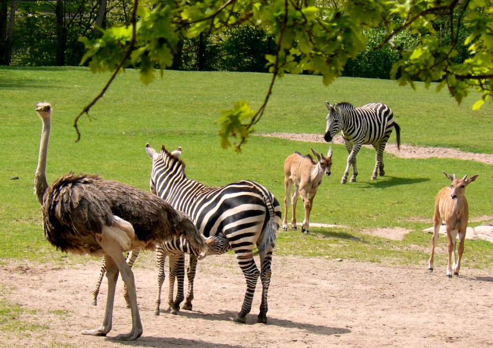 Afrika-Savanne Tiergarten Nürnberg