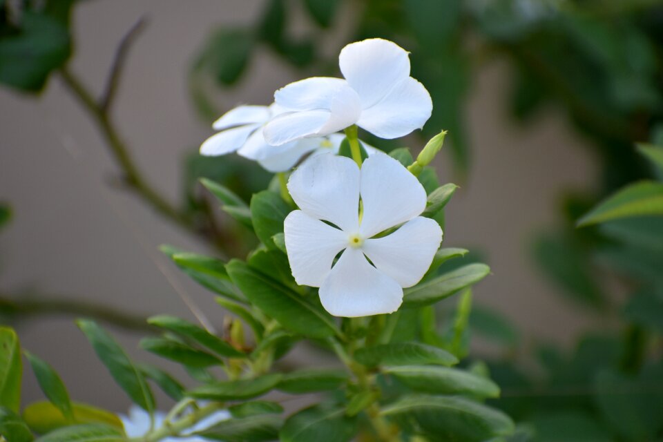 White flower vinca alba