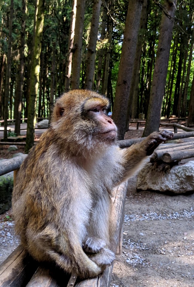 Affe der beim Affenberg in Salem nach Popcorn verlangt
