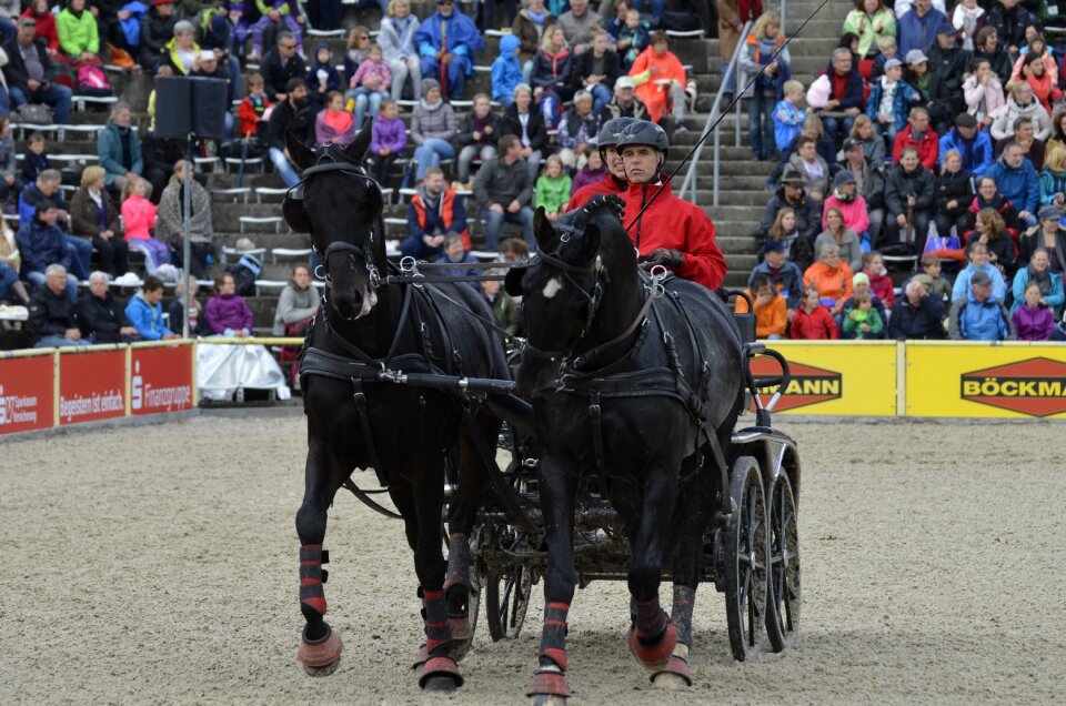 Stallions pairs rap