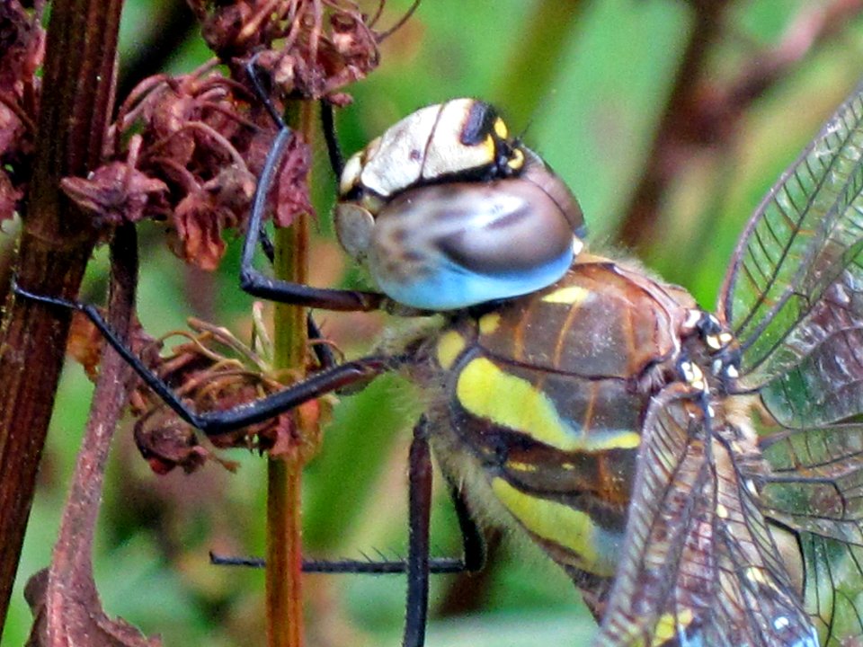 Aeshna mixta (Migrant Hawker) head, side view, Arnhem, the Netherlands