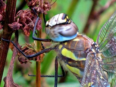 Aeshna mixta (Migrant Hawker) head, side view, Arnhem, the Netherlands