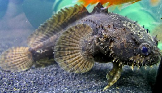 Allenbatrachus grunniens - Grunniens Süßwasser Krötenfisch (2)